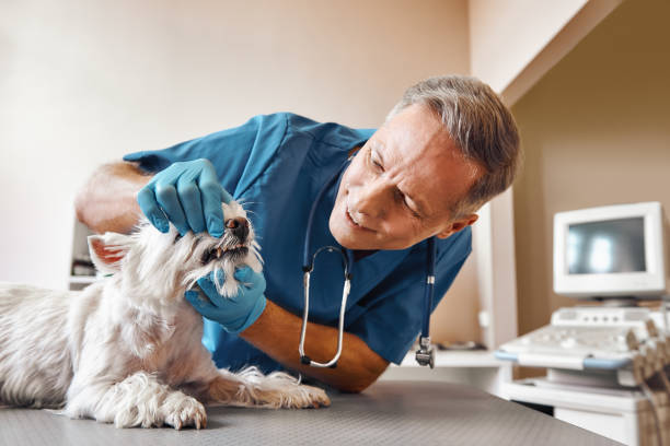 Best 24-Hour Emergency Dental Care in Lake Helen, FL